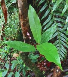 Syzygium cymosum.bois de pomme rouge .( avec boutons floraux ) myrtaceae.endémique Réunion Maurice .P1027574