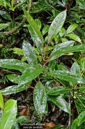 Tambourissa elliptica. bois de tambour.bois de bombarde.monimiaceae.endémique Réunion.P1027592