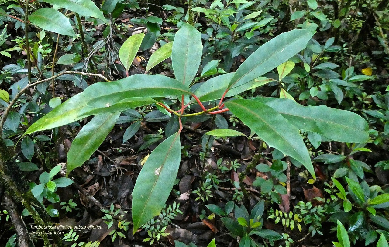 Tambourissa elliptica subsp elliptica . bois de tambour . bois de bombarde .( jeune plant ) monimiaceae;endémique Réunion.P1027908