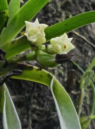 Angraecum cadetii .orchidaceae .P1700812