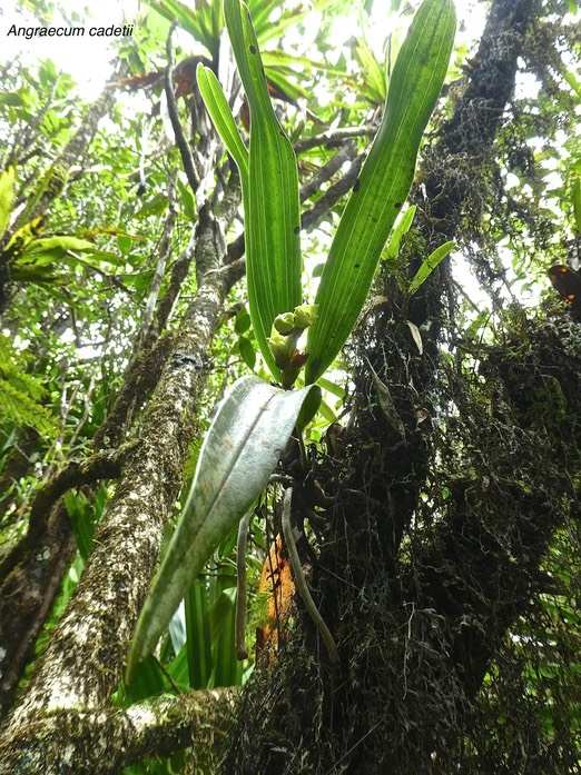 Angraecum cadetii .orchidaceae .P1700825