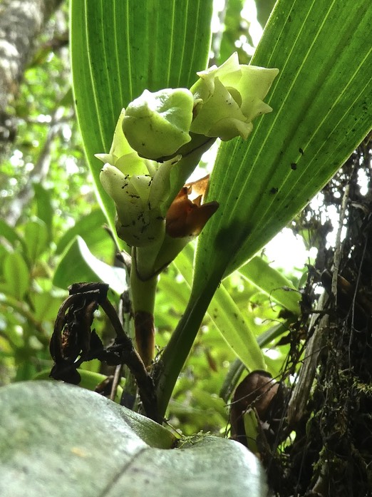 Angraecum cadetii. orchidaceae .P1700824
