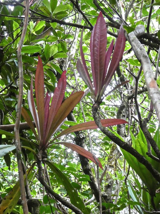 Badula borbonica . bois de savon .Myrsinaceae .endémique Réunion P1700871