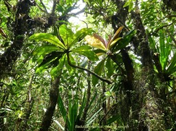 Badula borbonica .bois de savon .myrsinaceae.endémique Réunion .P1700842