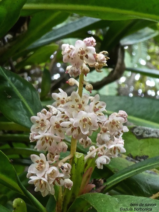 Badula borbonica .bois de savon. myrsinaceae. endémique Réunion.P1700847
