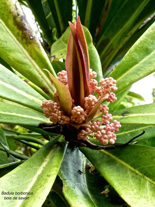 Badula borbonica .bois de savon. myrsinaceae.endémique Réunion .P1700845