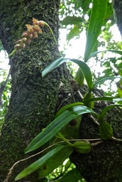 Bulbophyllum bernadetteae Castillon P1700965