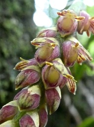 Bulbophyllum bernadetteae Castillon P1700963