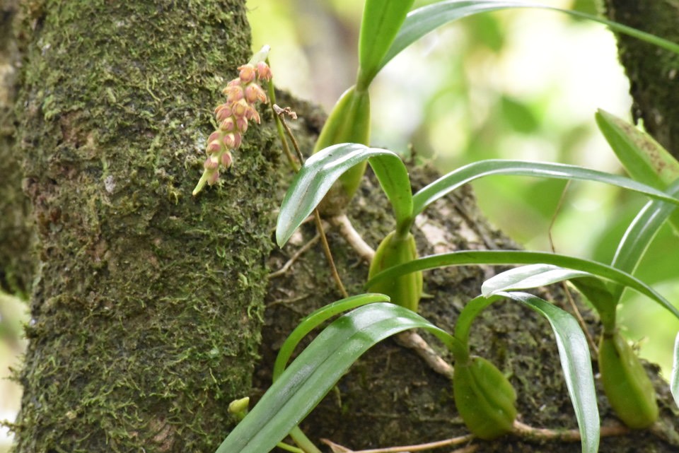 Bulbophyllum bernadetteae castillon var. rouge - EPIDENDROIDEAE - Endémique Réunion
