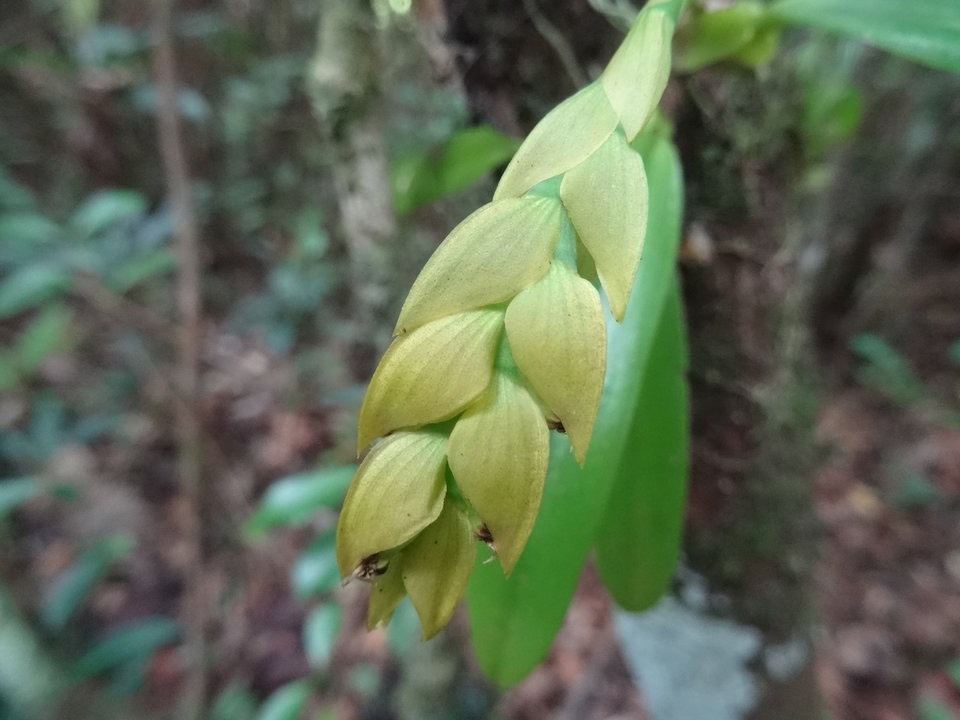 Bulbophyllum occultum - EPIDENDROIDEAE - Indigène Réunion