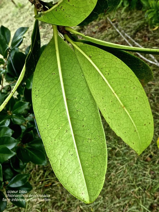 Chionanthus broomeana . coeur bleu .oleaceae. endémique Réunion .P1700942