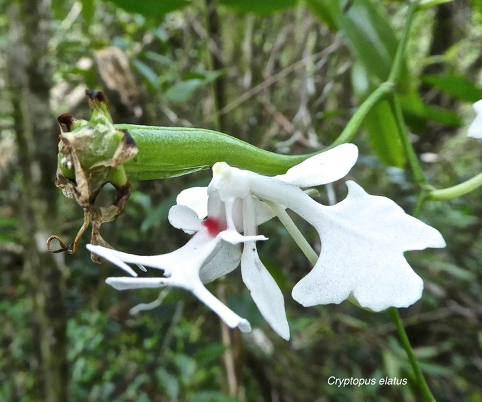 Cryptopus elatus . orchidaceae P1700688