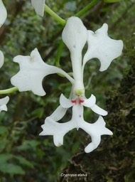 Cryptopus elatus .orchidaceae.endémique Réunion Maurice .P1700672