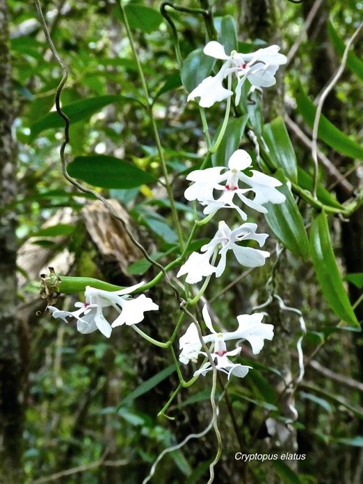 Cryptopus elatus .orchidaceae .P1700685