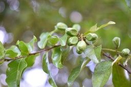 Grangeria borbonica - Bois de punaise - CHRYSOBALANACEAE - Endémique Réunion, Maurice
