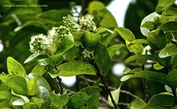 Grangeria borbonica . bois de punaise .chrysobalanaceae.P1700790