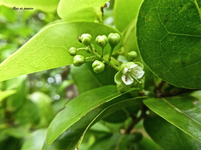 Grangeria borbonica . bois de punaise . chrysobalanaceae .endémique Réunion Maurice .