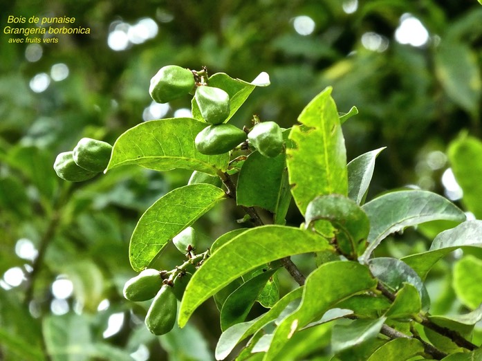 Grangeria borbonica .Bois de punaise  avec fruits verts . chrysobalanaceae. endémique Réunion Maurice.P1700974