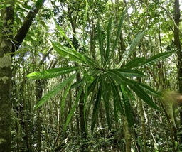 Hugonia serrata .liane de clef .linaceae.endémique Réunion Maurice P1700765