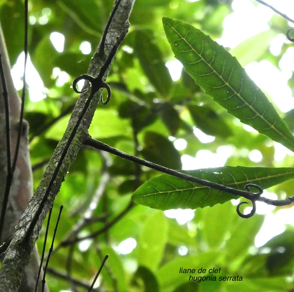 Hugonia serrata.liane de clef.linaceae.endémique Réunion Maurice .P1700908