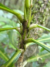 Liane de clef .Hugonia serrat .linaceae.endémique Réunion Maurice.P1700782