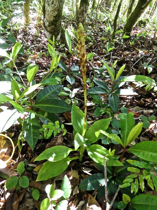 Platylepis sp . orchidaceae P1700649