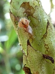 Platylepis sp .orchidaceae .P1700645