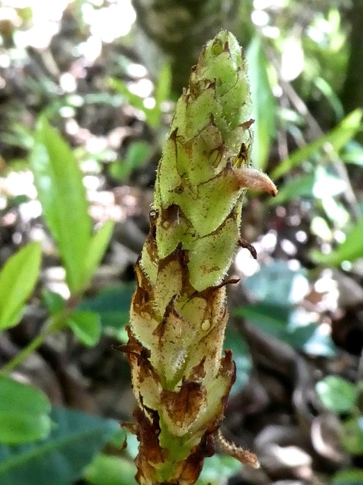Platylepis sp .orchidaceae P1700636