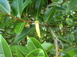 Xylopia richardii .bois de banane .annonaceae.endémique Réunion Maurice .P1700628
