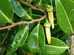 Xylopia richardii.bois de banane.annonaceae. endémique Réunion Maurice .P1700616