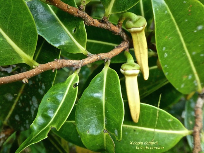 Xylopia richardii.bois de banane.annonaceae. endémique Réunion Maurice .P1700616