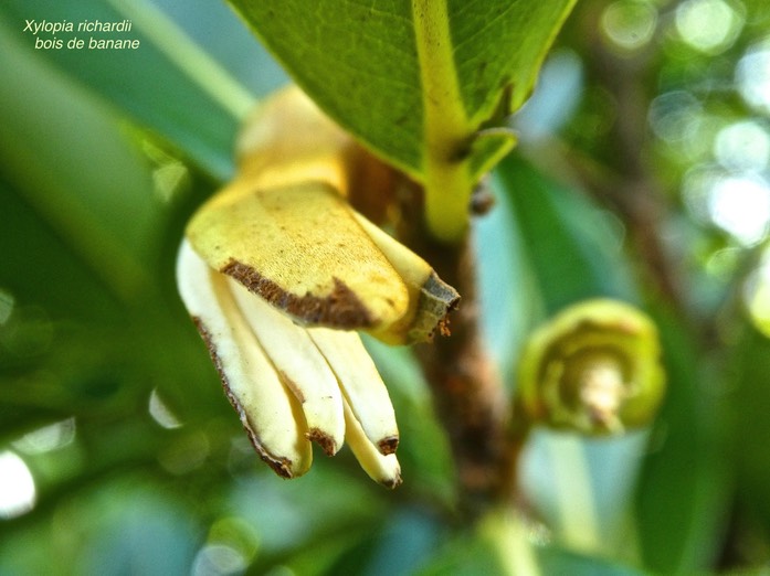 Xylopia richardii.bois de banane.annonaceae.endémique Réunion maurice .P1700618