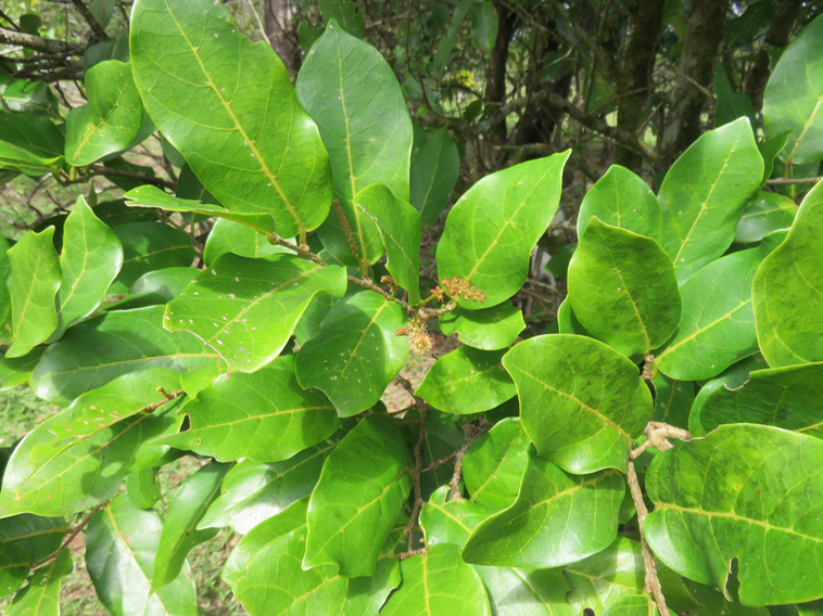 Antidesma madagascariense - Bois de cabri (blanc) - Euphorbiaceae