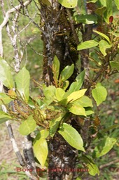 Bois de cabri blanc- Antidesma madagascariense- Phyllanthacée- I