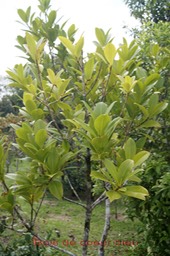 Bois de coeur bleu- Chionanthus broomeana- Oléacée-B