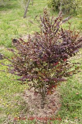 Bois de Négresse- Phyllanthus consanguineus- Phyllanthacée -