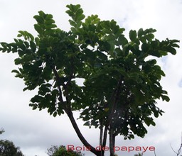 Bois de papaye- Polyscias repanda- Araliacée-B