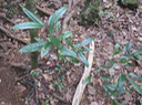 Bois de peau gris - Apodytes dimidiata - Icacinacée- M