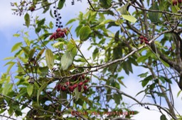 Bois de rempart- Agarista salicifolia- Ericacée- I