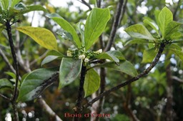 Bois d'Osto- Antirhea borbonica- Rubiacée - Masc