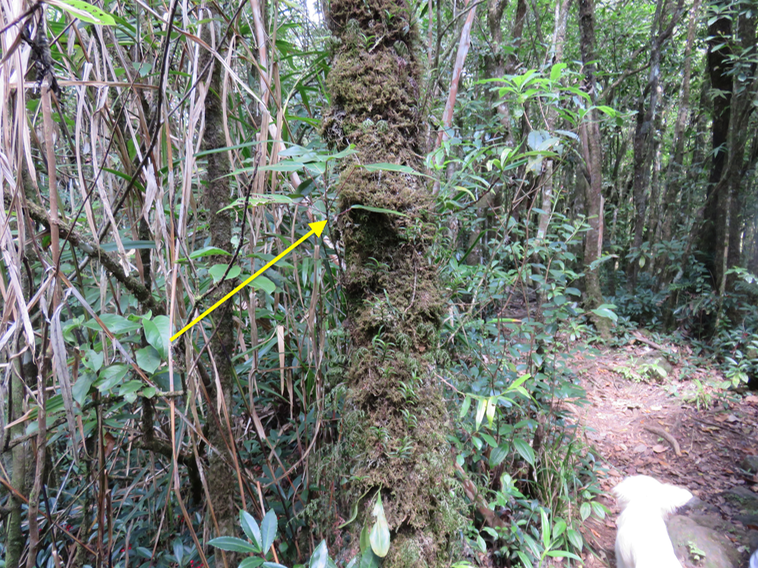 Cordemoya integrifolia ici épiphyte