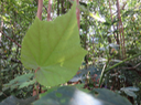 Dombeya ciliata - Mahot blanc - Malvaceae - Endémique Réunion