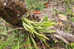 Fougère- Belvisia spicata- - I