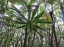 Hugonia serrata  - Liane de clé - Linaceae - rare, endémique de la Réunion et de Maurice