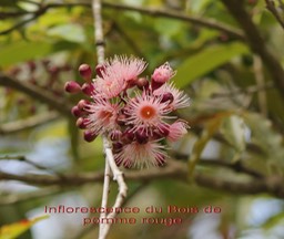 Inflorescence du Bois de pomme rouge- Syzygium cymosum- Myrtacée - BM