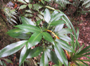 ??? Melicope obtusifolia  - Catafaille patte poule ou Grand Catafaille - Rutacée - Endémique Réunion Maurice