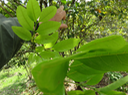 Molinaea alternifolia - Tan Georges - SAPINDACEAE - endémique de La Réunion et de Maurice