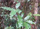 Ocotea obtusata - Bois de cannelle marron - Lauracée - I (polymorphe)