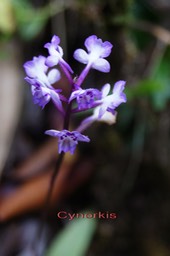 Orchidée- Cynorkis sp - Orchidacée - I