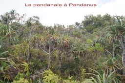 Pandanaie à Pandanus montanus